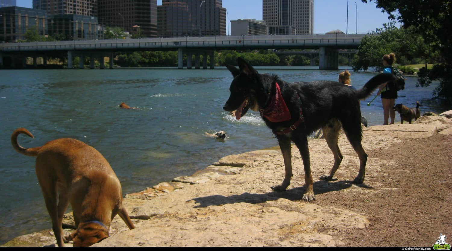 Buster at Auditorium Shores