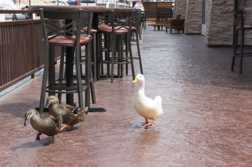 Antelope Marina Welcome Committee