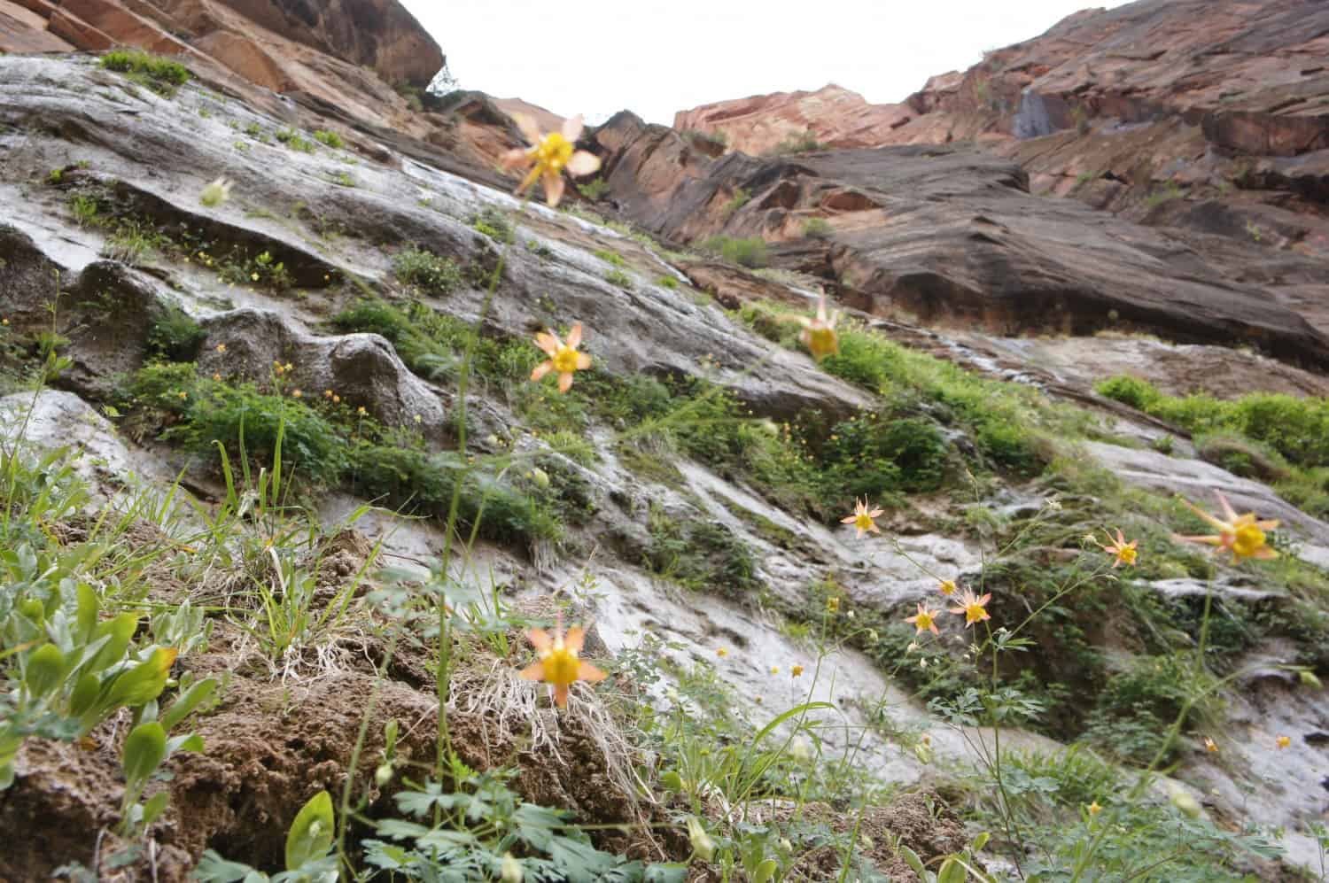 Flowers growing in a hanging garden in Zion Canyon - Zion National Park, UT