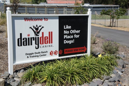 Dairydell Canine Sign