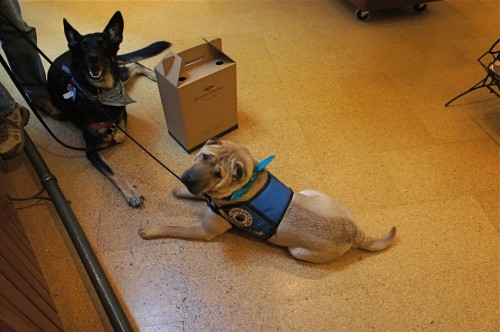 Buster and Ty at Winery