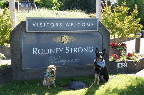 Ty and Buster at Rodney Strong