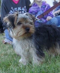 Dogs at Balloon Festival - Windsor, CA