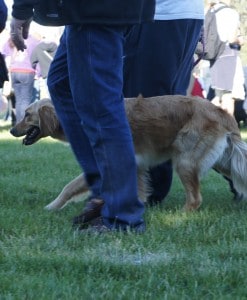 Dogs at Balloon Festival - Windsor, CA