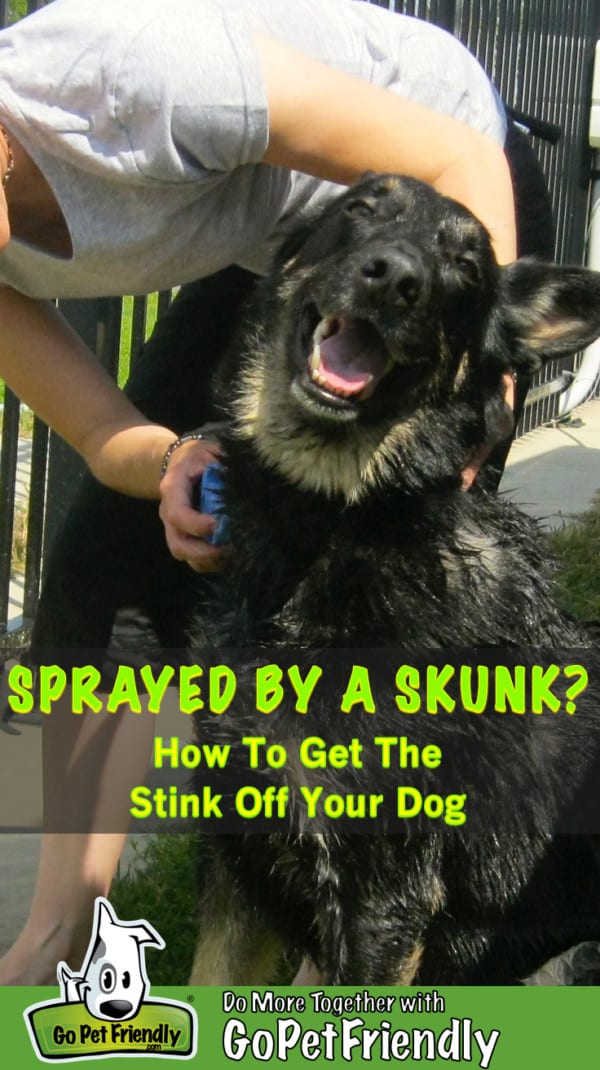 Black German Shepherd Dog getting a bath after being sprayed by a skunk