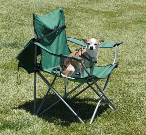 Dog in Park - Avila Beach, CA