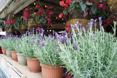 Avila Valley Barn Farm Stand