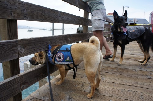 Ty looking for sea lions