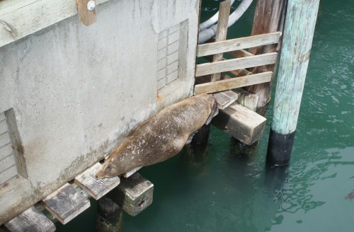 Sea lion takes a nap