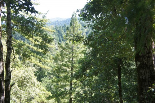 California's Redwoods