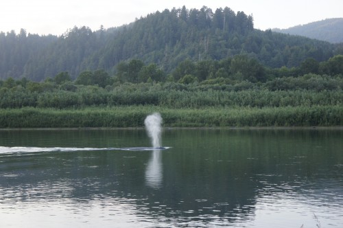 Gray Whale in the Klamath River, California
