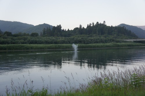 Gray Whale in the Klamath River, California