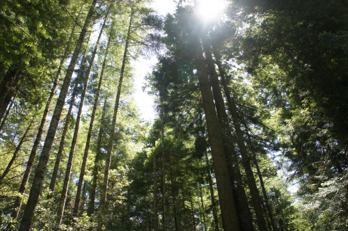 California's Redwoods