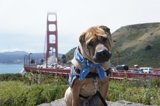 Ty at Golden Gate Bridge, San Francisco