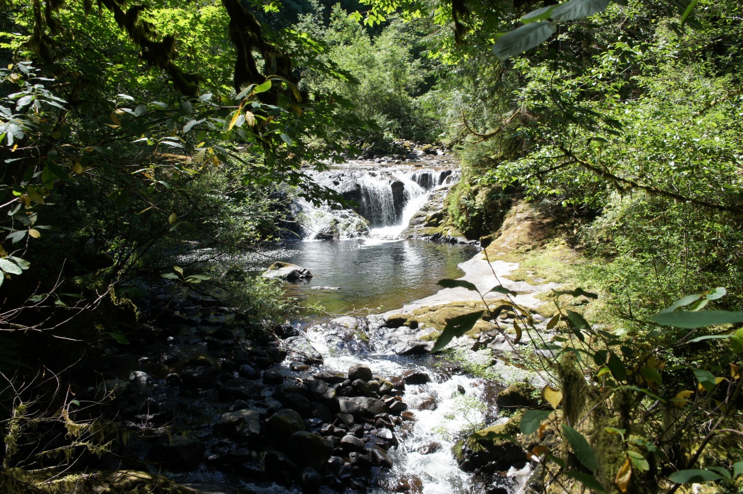Sweet Creek Trail - Florence, Oregon