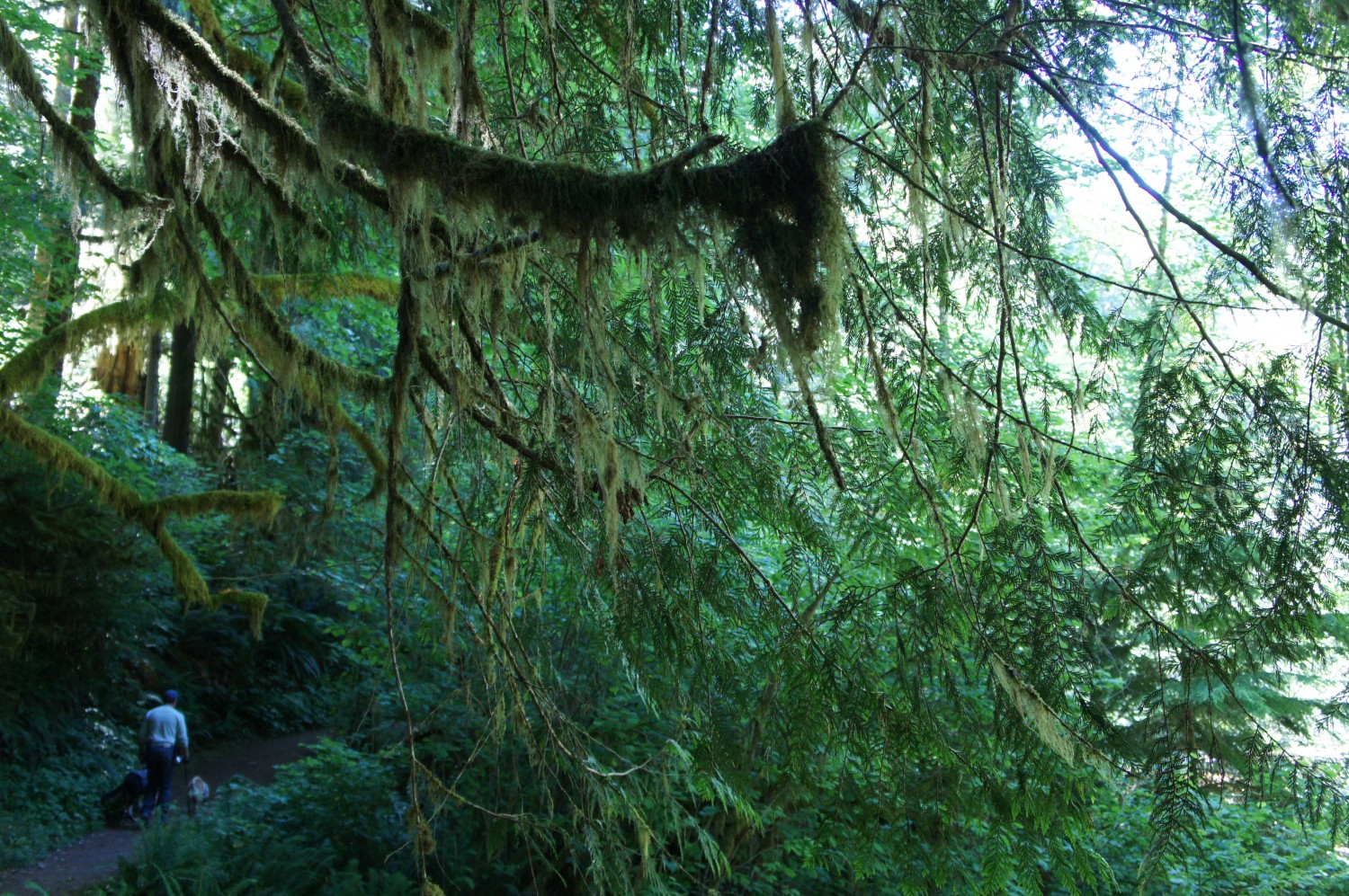 Sweet Creek Trail - Florence, Oregon