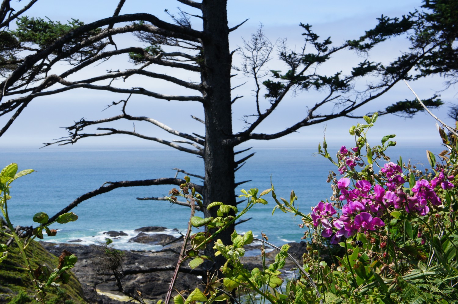 Cape Perpetula, Oregon