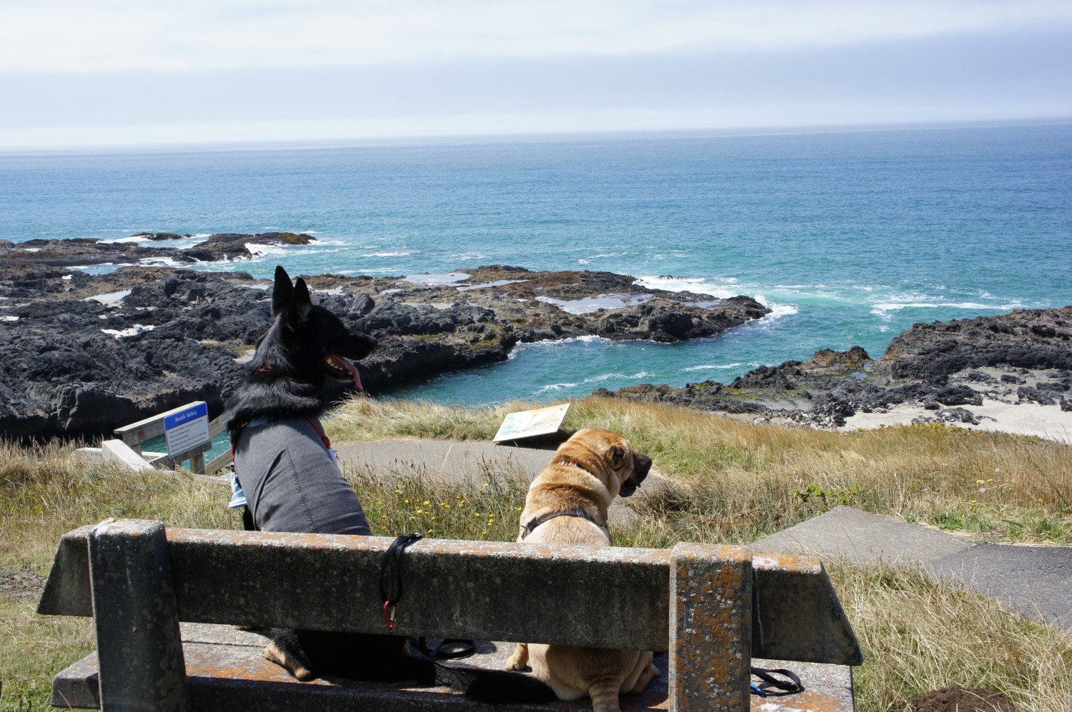 Buster and Ty at Cape Perpetula, Oregon