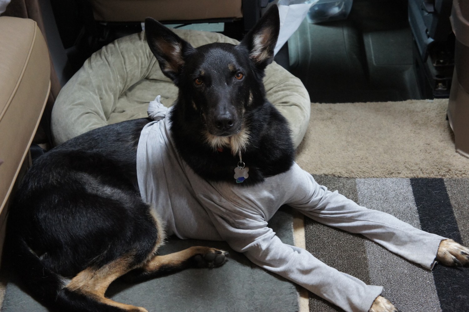 Buster in T-shirt Dog has allergies - Buster in T-shirt