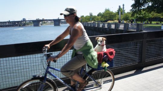 Dog on Bike - Portland, Oregon