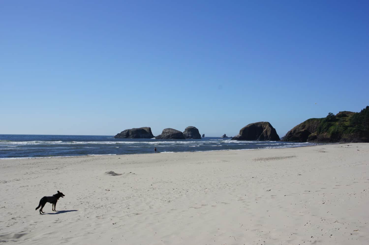 Buster on the Beach - Cannon Beach, Oregon