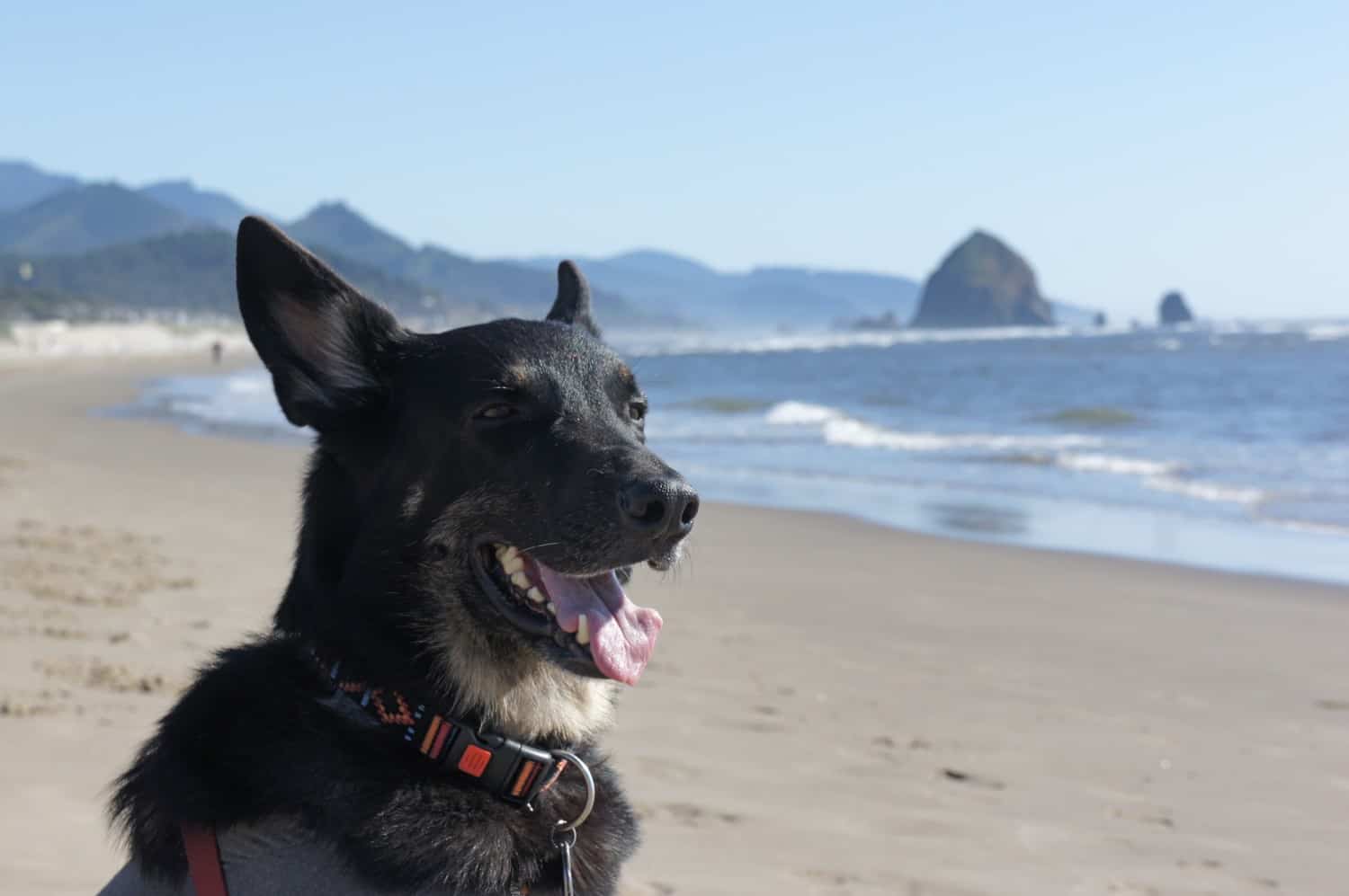 Buster on the Beach - Cannon Beach, Oregon
