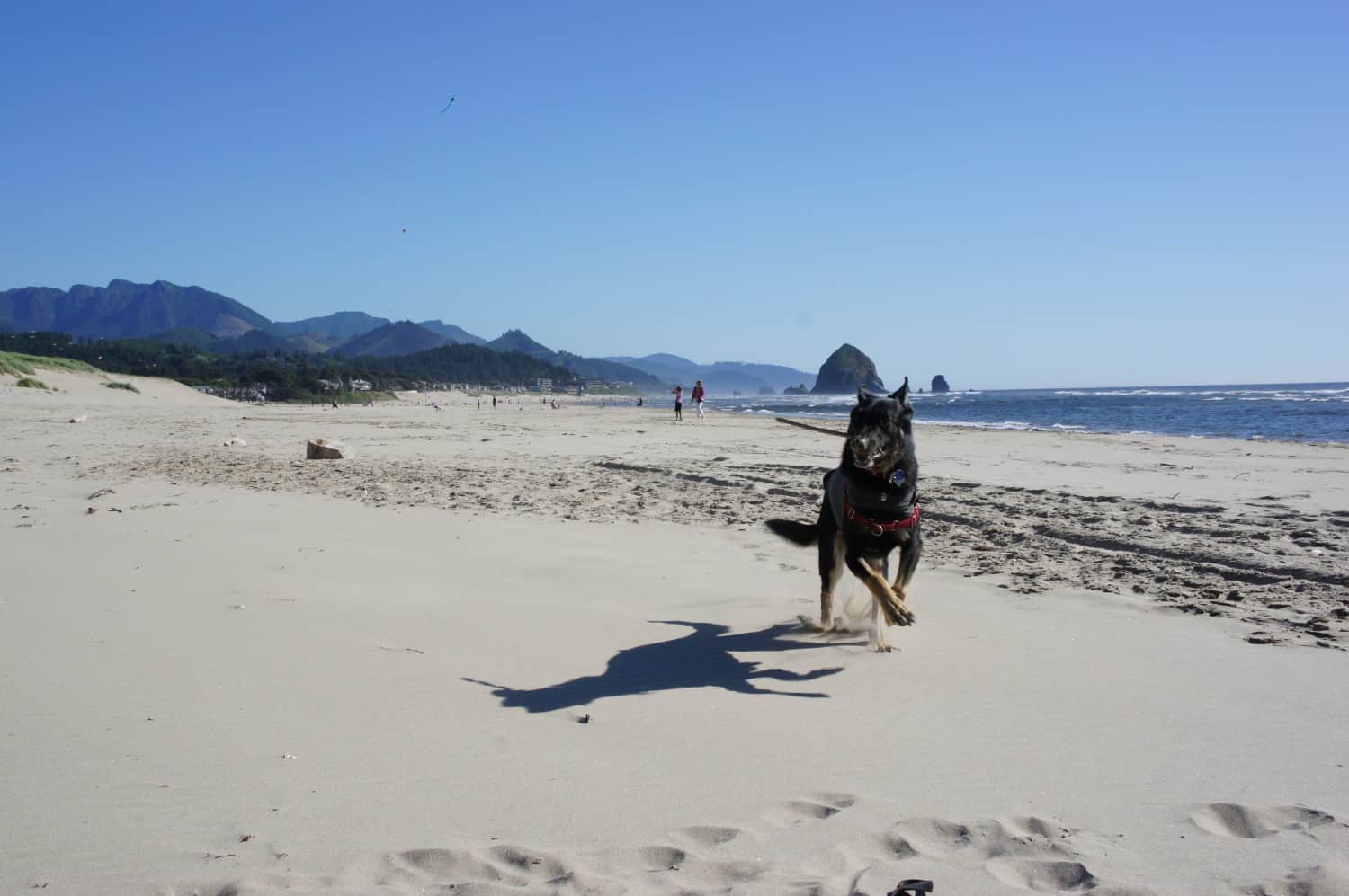 A black German Shepherd dog running on a dog-friendly beach in Cannon Beach, Oregon