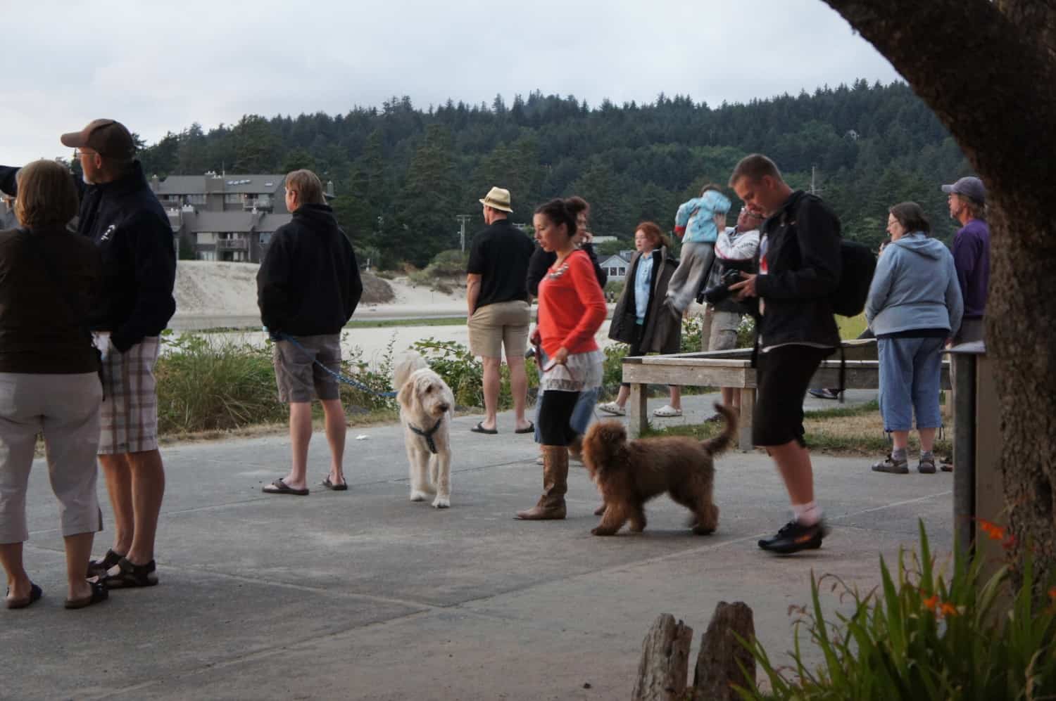 Dogs at Sunset - Cannon Beach, Oregon