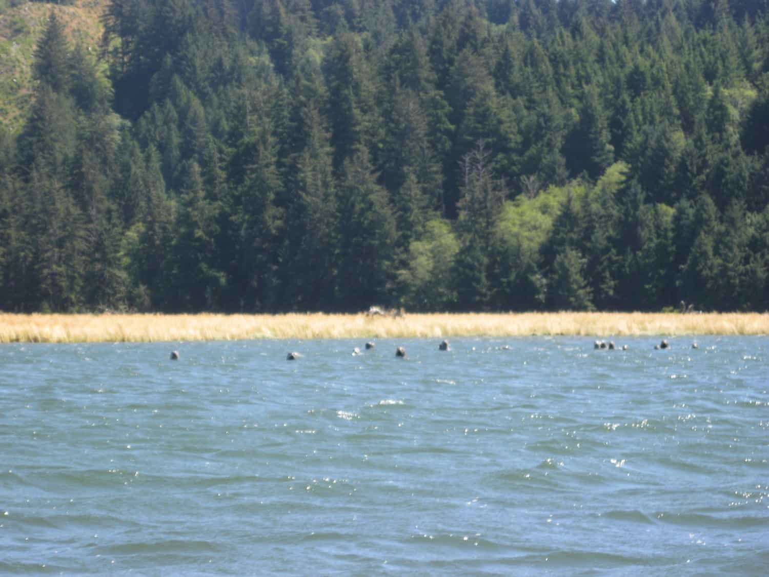 Seals in the Siuslaw River - Florence, OR