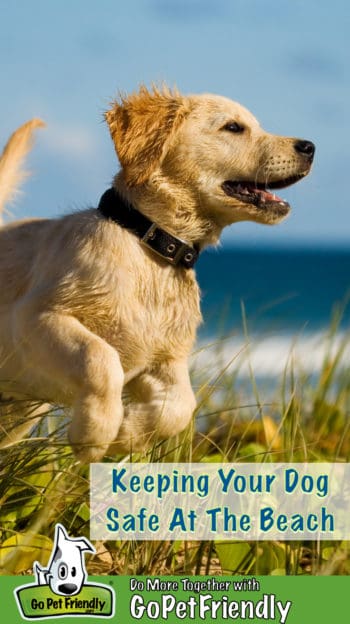 golden retriever puppy jumping on the beach