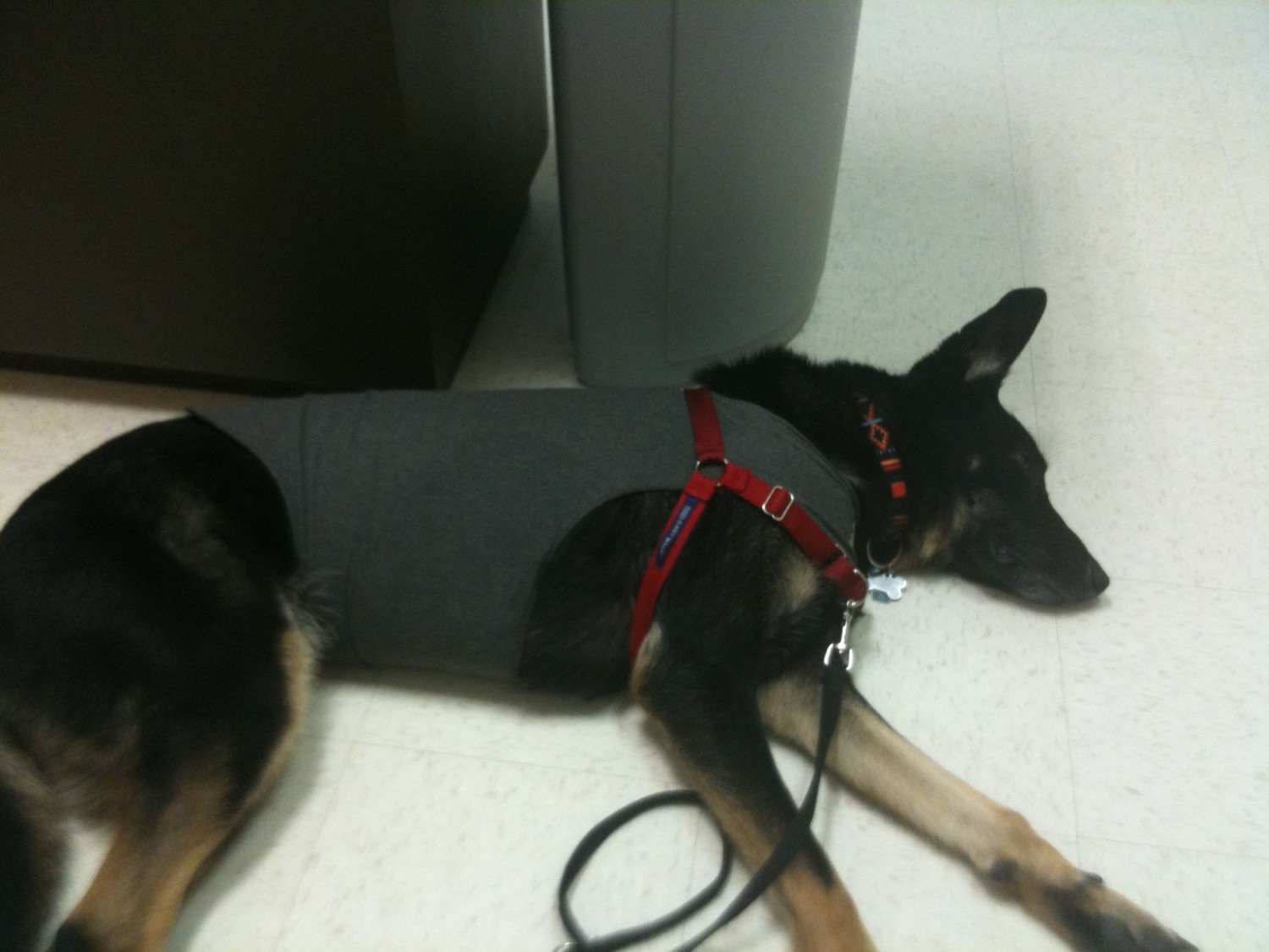 Dog has allergies - Buster sleeping at Vet in Thundershirt