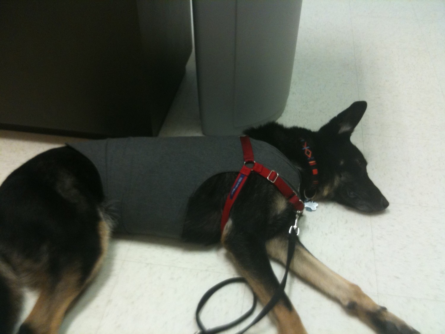 Sleeping at Vet Dog has allergies - Buster sleeping at Vet in Thundershirt