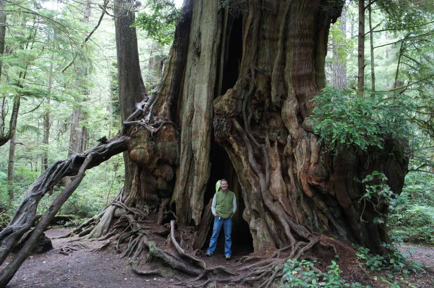 Big Cedar Tree - Washington State Olympics