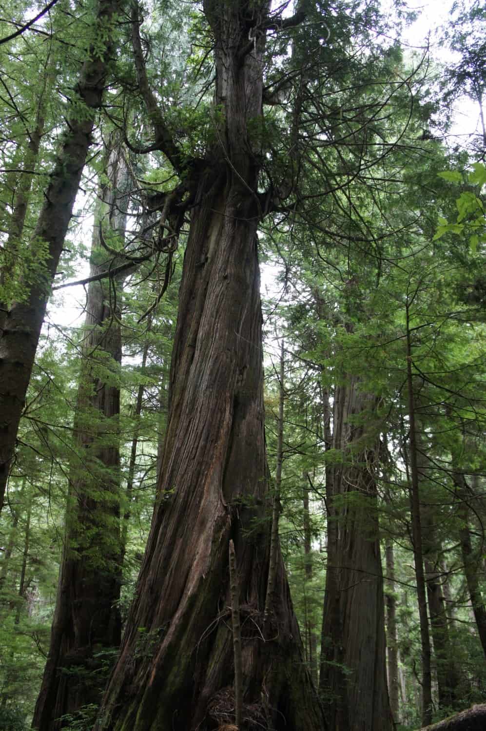 Hoh Rain Forest - Olympic, WA