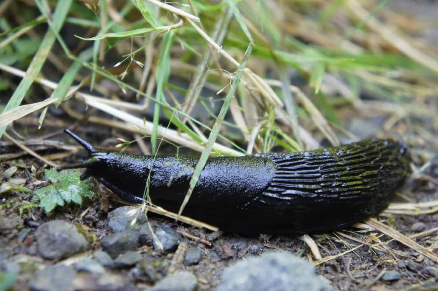 Slug in Hoh Rain Forest - Olympic, WA