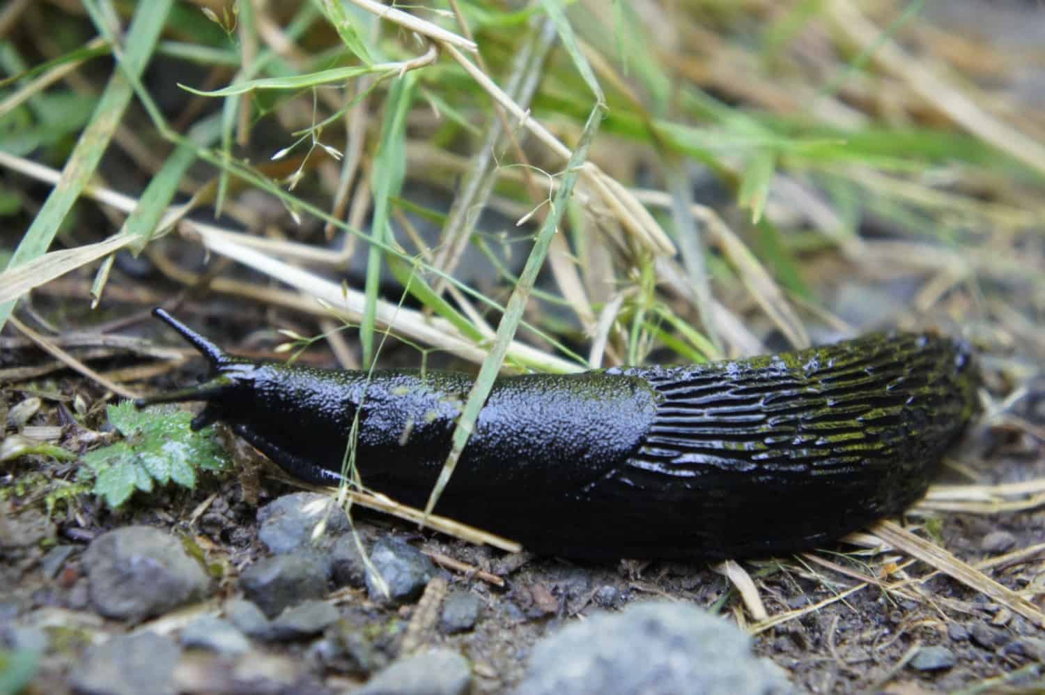 Ho Rainforest Slugs - Washington Olympics