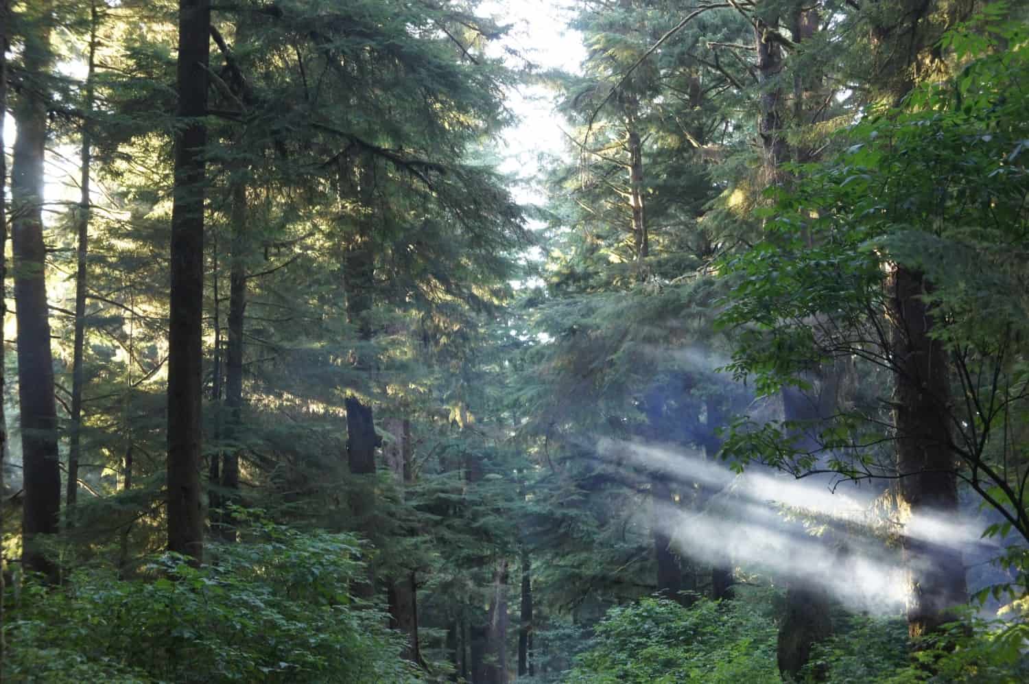 Hoh Rain Forest - Olympic, WA