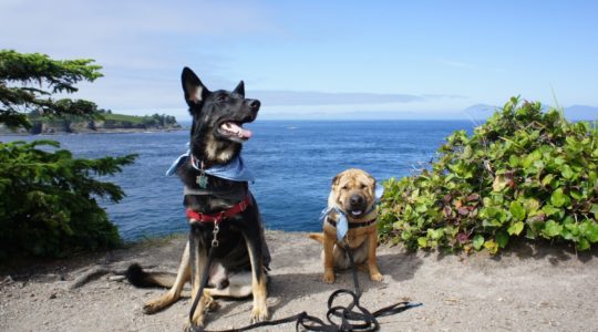 Buster and Ty at Cape Flattery, WA