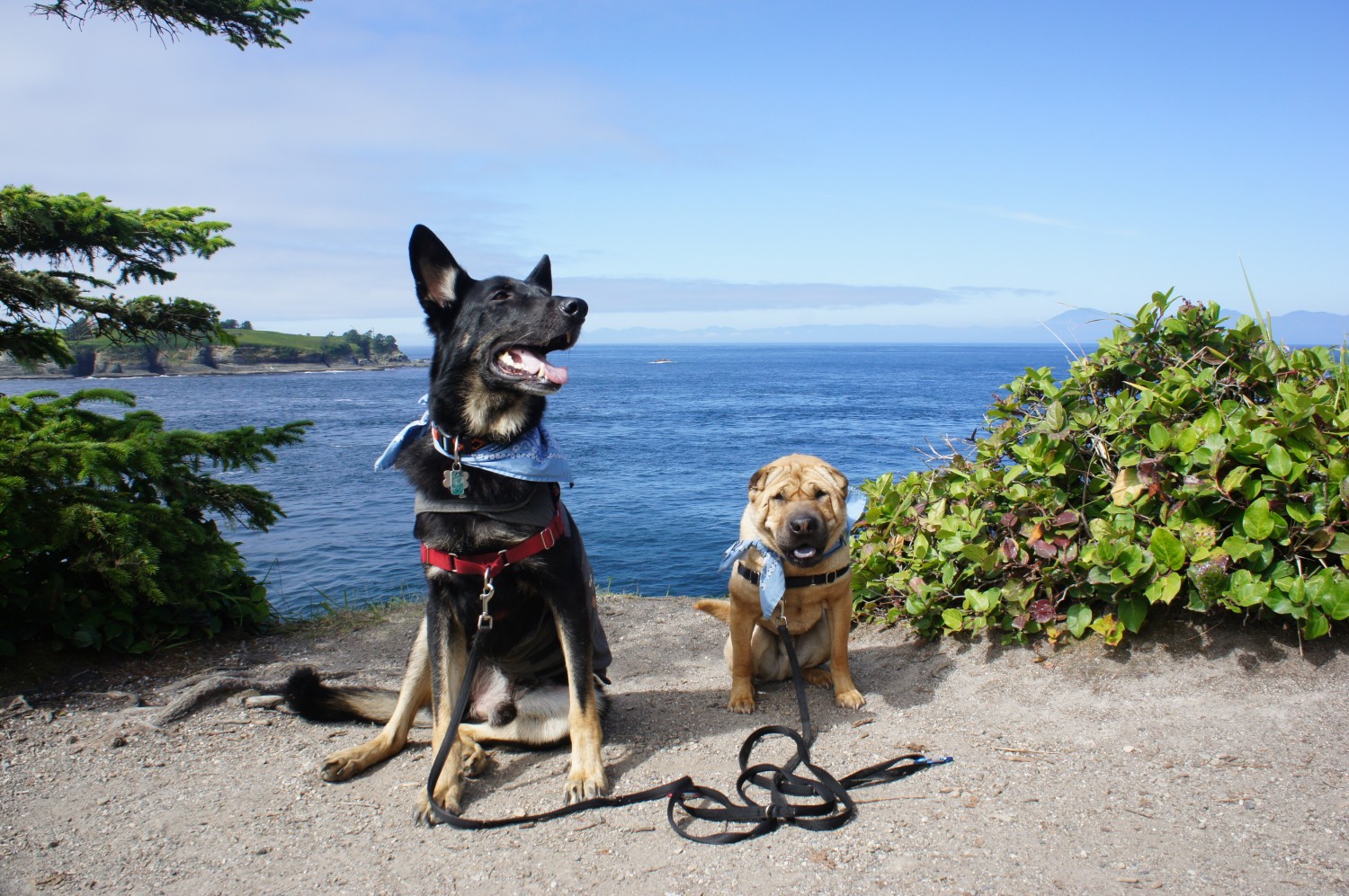 Seeing Washington's Olympic Peninsula With Dogs