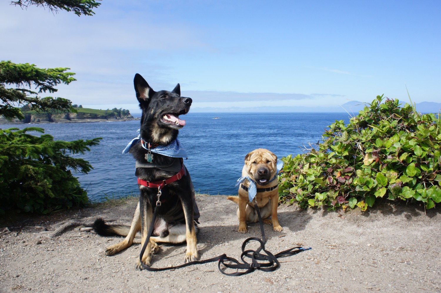 Buster and Ty at Cape Flattery, Washington