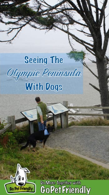 A man with his dog reads a sign overlooking a dog-friendly beach on the Olympic Peninsula in Washington