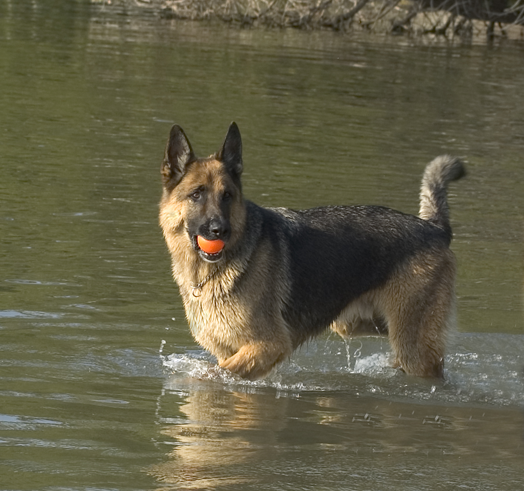 German Shepherd with a ball in his mouth in the water at a pet friendly beach