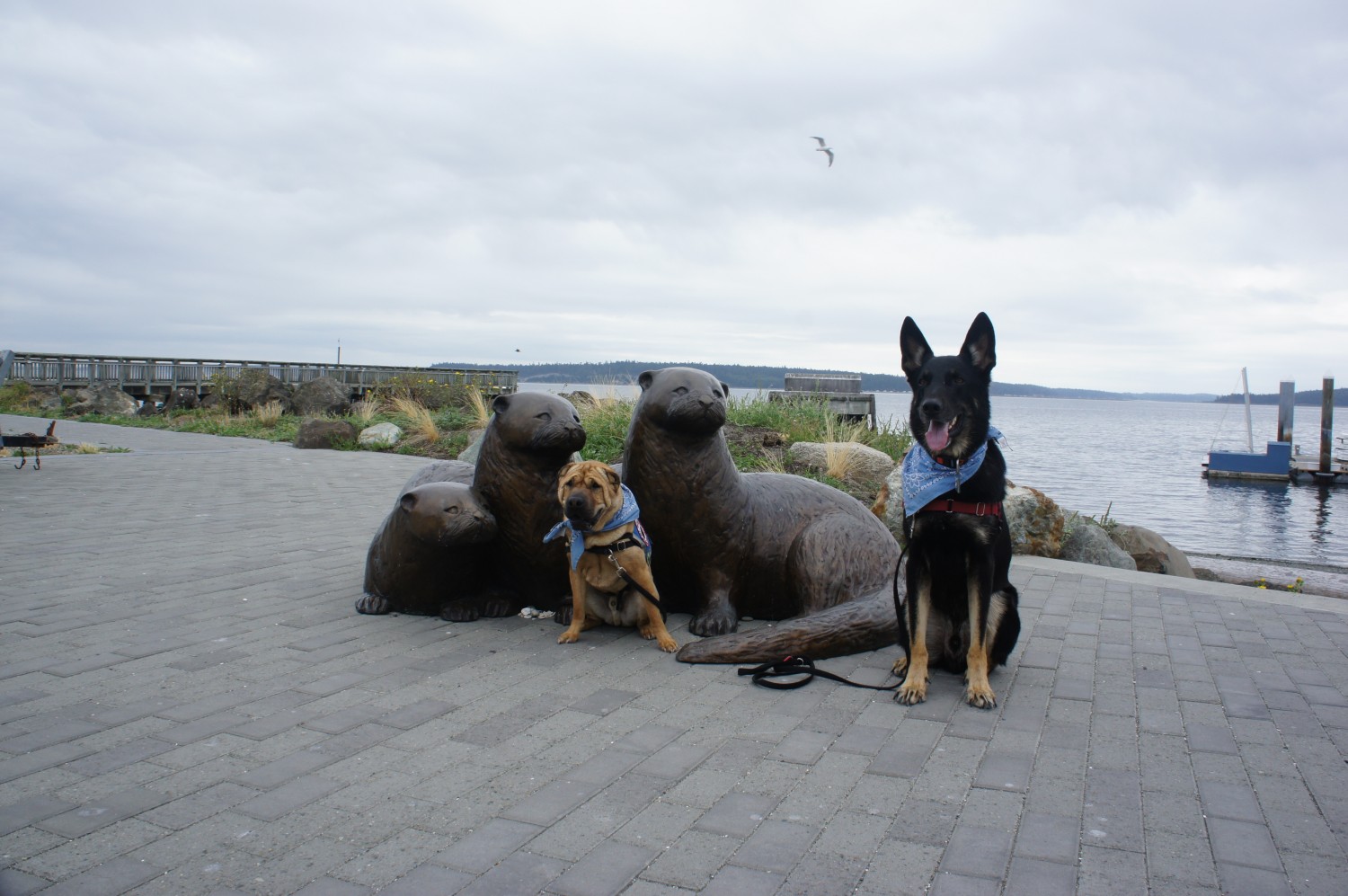 Otters and Dogs - Port Townsend, WA