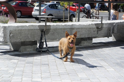 Mickey of Fido and Wino - Victoria, BC