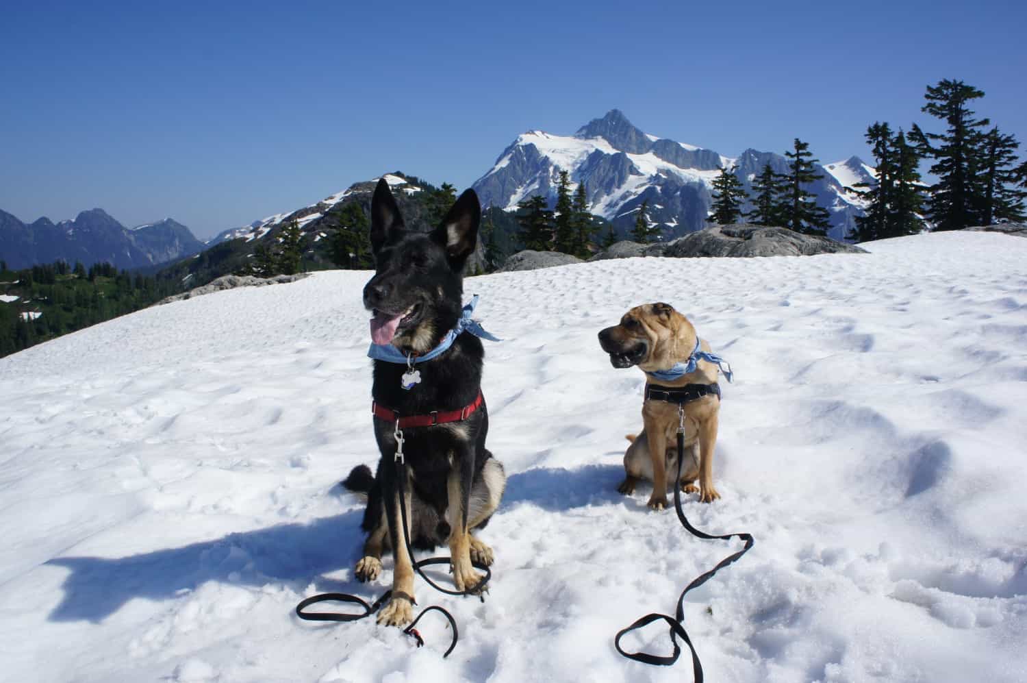 are dogs allowed in mt baker national forest