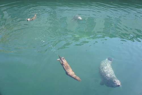 Feeding Seals on Fisherman's Warf - Victoria, BC