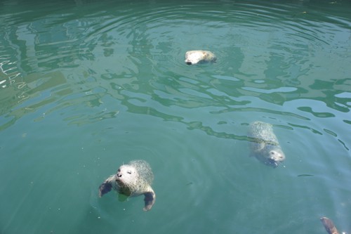 Feeding Seals on Fisherman's Warf - Victoria, BC