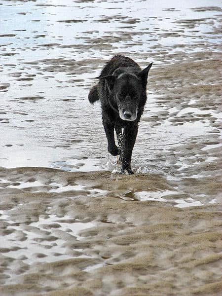 Off Leash at Arbutus Cove Park