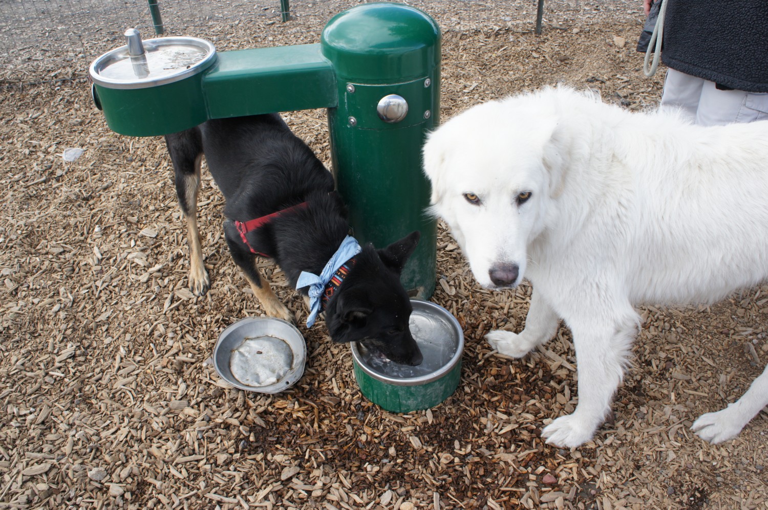 Dogs drinking at a water fountain in a dog park in Bend, OR