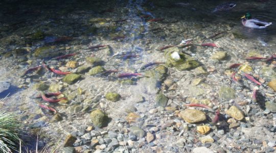 Salmon In Taylor Creek - Lake Tahoe, CA